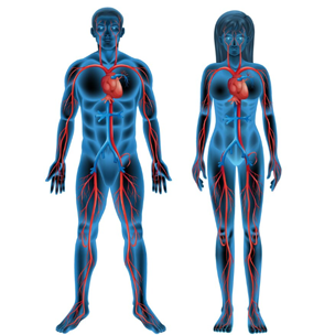 Mejora de la Circulación